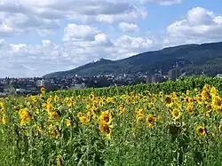 View of Neustadt and the Hambach Schloss