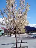 Spring at Commonwealth Place