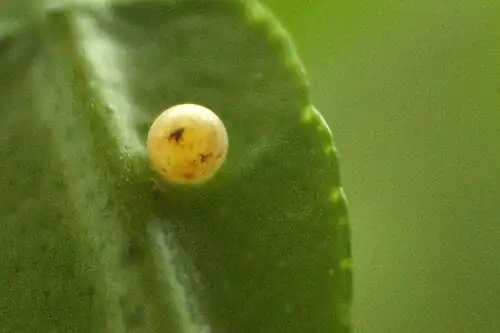 Egg
