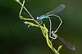 Mating pair
