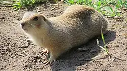 Brown squirrel