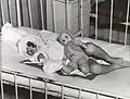 A casualty of the Italian bombing of Tel Aviv in hospital on 10 September 1940.