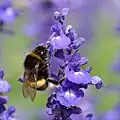 Bumblebees are very attracted to mealycup sage cultivars