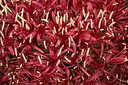 Densely-packed flowers: contrast of deep pink flowers and white anthers