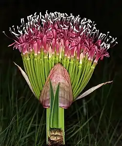 Mature inflorescence (flowers open), showing basal bracts and embryonic leaf fan