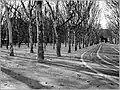 Trees of the Place des Quinconces