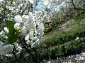 Spring blossoms in Sahel Borj and a bee