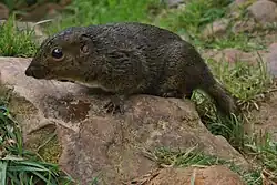 Brown squirrel