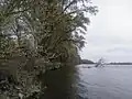Danube in Borovo