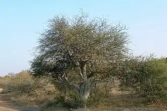 subsp. rehmanniana, habit at Pilanesberg