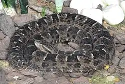 Bothrops neuwiedi (Neuwied's lancehead)