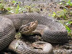 Bothrops caribbaeus