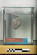 Heart of the Amazon river dolphin