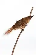 Image of Chatham Islands fernbird mount from the collection of Auckland Museum