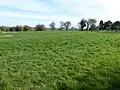 Bozeat Meadow