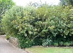 Brabejum growing as a hedge in Cape Town