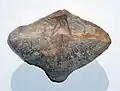 The Carboniferous brachiopod Neospirifer condor from Bolivia. The specimen is 7&nbsp;cm across.