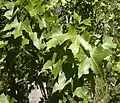 Close-up of foliage