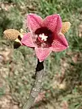 Flower at Royal Botanic Gardens, Sydney