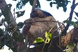 Brown sloth