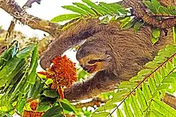 Brown sloth