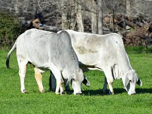 In Brazos County, Texas