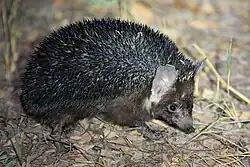 Brown hedgehog