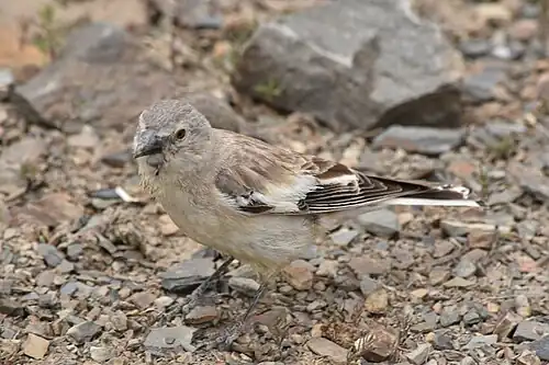 Brandt's Mountain Finch, Pin Valley, Spiti, Himachal Pradesh, June 2018