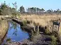 Thursley Commo