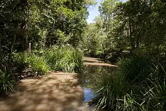 Waterway in Brisbane Koala Bushlands, 2012