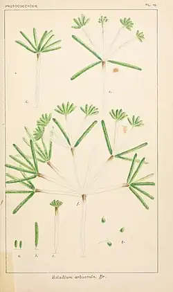 Ophiocytium arbusculum (Mischococcales), formerly Sciadium arbuscula