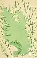 British seaweeds: an introduction to the study of the marine Algae of Great Britain Artist rendition - Desmarestia aculeata figure 1a