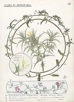 Kentrophyllum lanatum. Convolvulus erubescens and Glycine clandestina, plants from the Broken Hill region (1920).