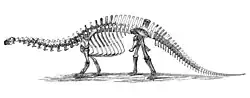 Skeletal restoration of Brontosaurus excelsus, by Othniel Charles Marsh, 1896