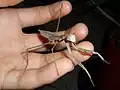 Sub-adult female in hand Two adults mating