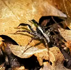 S. ocreata