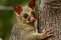 Common brushtail possum in the park.