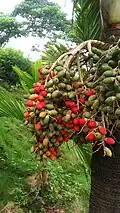 Fruit produced by the plant, with hue depending on ripeness