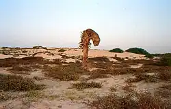 Boa Vista landscape