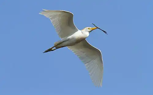 Flying in Dallas, Texas, with a twig in its beak for its nest