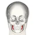 Position of buccinator muscle (red)