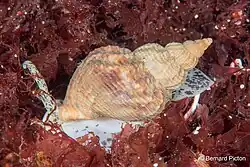 Buccinum undatum from Krakvika, Skjerstad Fjord, Norway