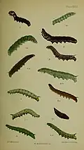 Figs. 4, 4a larvae after last moult