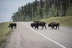 A herd crossing Alaska Highway