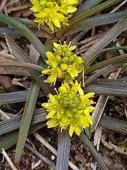 Bulbinella talbotii's foliage and small flowers