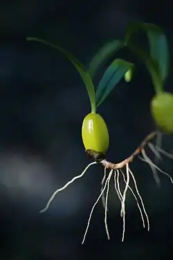 Pseudobulb of Bulbophyllum nutans, from a single internode