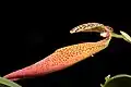Side view of flower