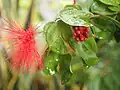 The bud, flower, the branch & leaves.