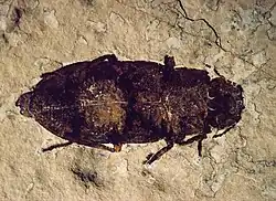 A well-preserved Buprestidae beetle (3.5&nbsp;cm or 1.4&nbsp;in long) from the FBNM collections. Other beetles, flies and Hemiptera bugs have also been found in the Fossil Lake sediments.[10]