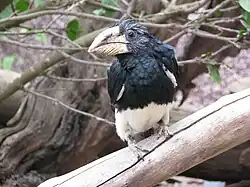 At Guinate Tropical Park, Lanzarote, Canary Islands, Spain